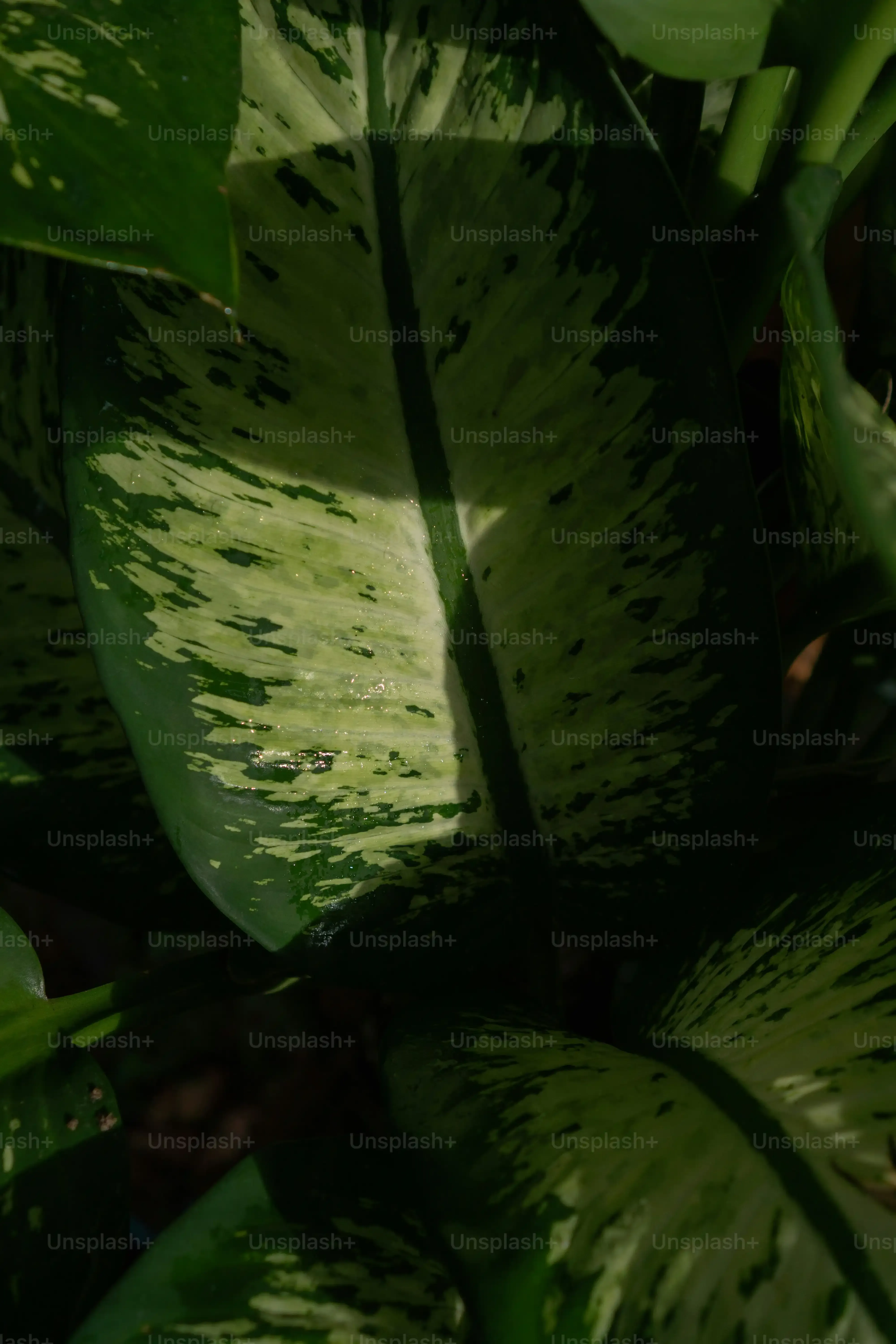 多肉植物 の名前：これで全てがわかる！初心者からマニアまで絶対役立つ見分け方ガイド